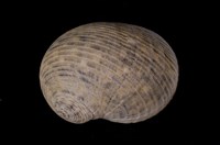 藏品(粗紋蜑螺)的圖片